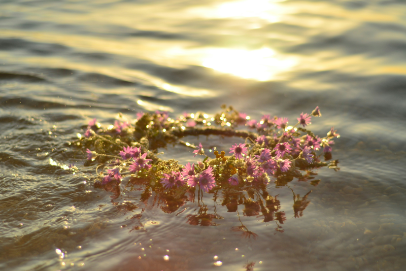 ペット散骨プラン